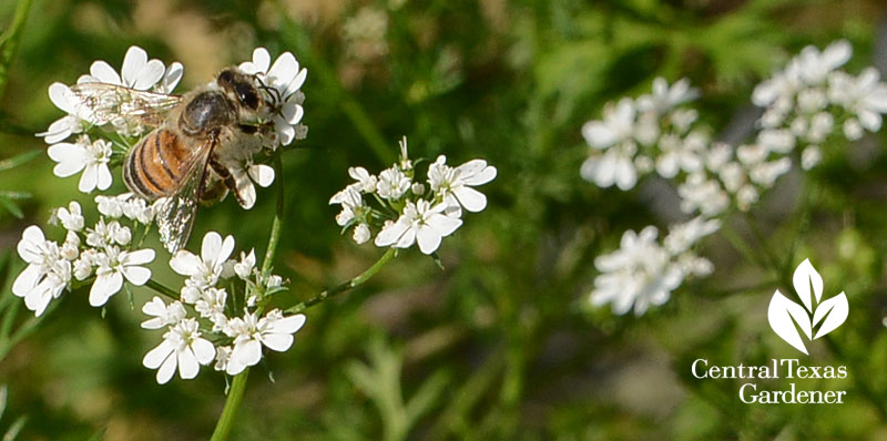 bee on flowering cilantro Central Texas Gardener