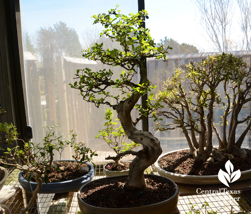 bonsai greenhouse Central Texas Gardener