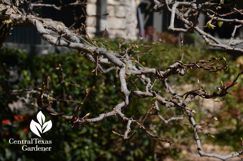 bonsai training wires Central Texas Gardener