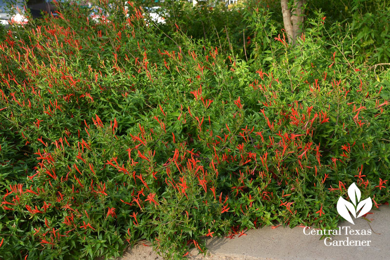 native flame acanthus BELO UT Central Texas Gardener
