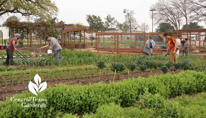 Community First! organic garden Central Texas Gardener