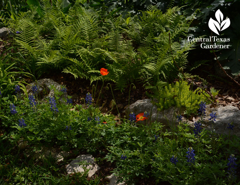 Ferns bluebonnets poppies garden design Central Texas Gardener