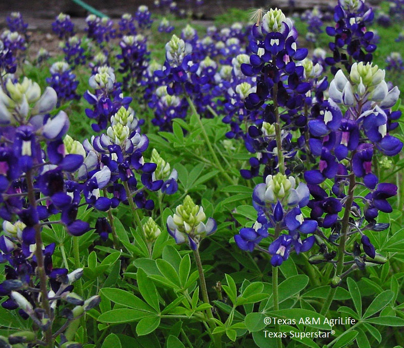 Lady Bird Johnson Royal Blue bluebonnet Texas A&M AgriLife Central Texas Gardener