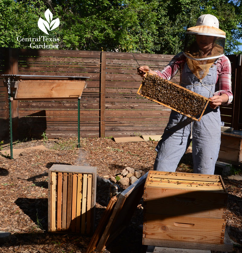 Tara Chapman Two Hives Honey Central Texas Gardener
