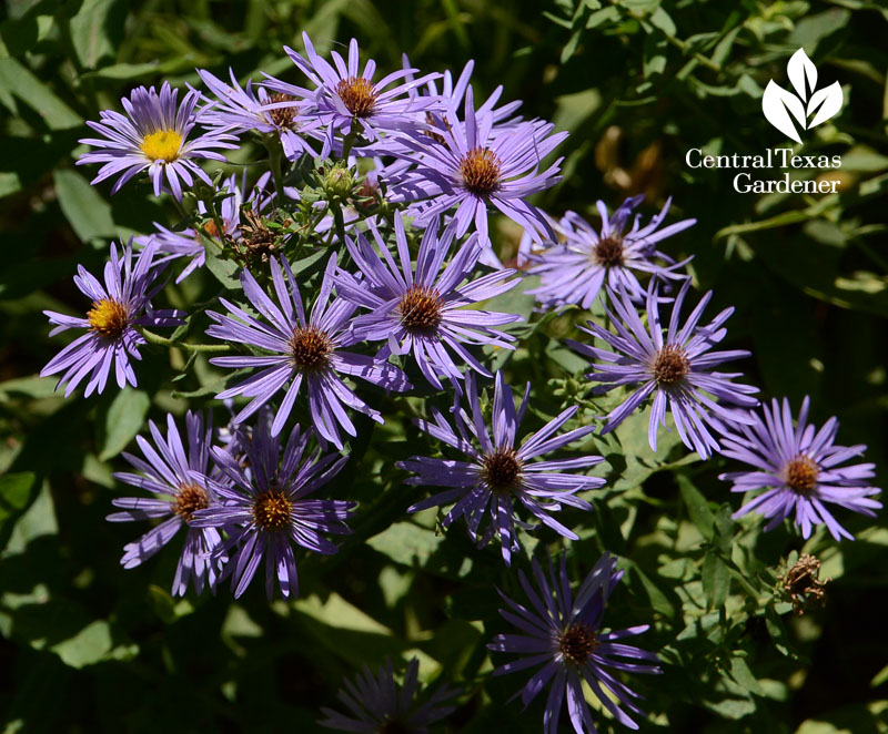 asters blooming in spring Central Texas Gardener