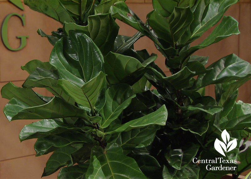 fiddle-leaf fern houseplant Central Texas Gardener