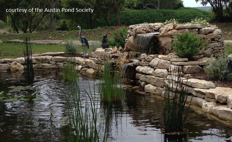 gorgeous waterfall Austin Pond Society Central Texas Gardener