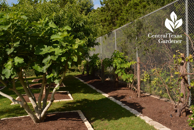 grape vine fence fruit orchard instead of tennis court Central Texas Gardener