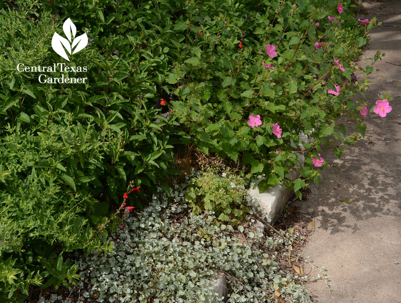 native rock rose, Salvia regla, eyelash saliva, silver ponyfoot drought driveway bed Central Texas Gardener