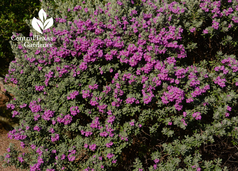 Texas Sage cenizo in full bloom Central Texas Gardener