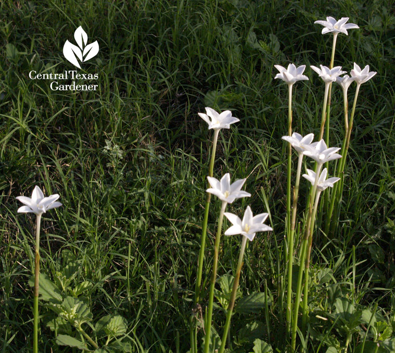 Rain lilies popping up in lawn Central Texas Gardener