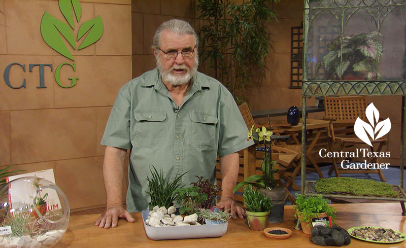 terrarium plants John Dromgoole Central Texas Gardener