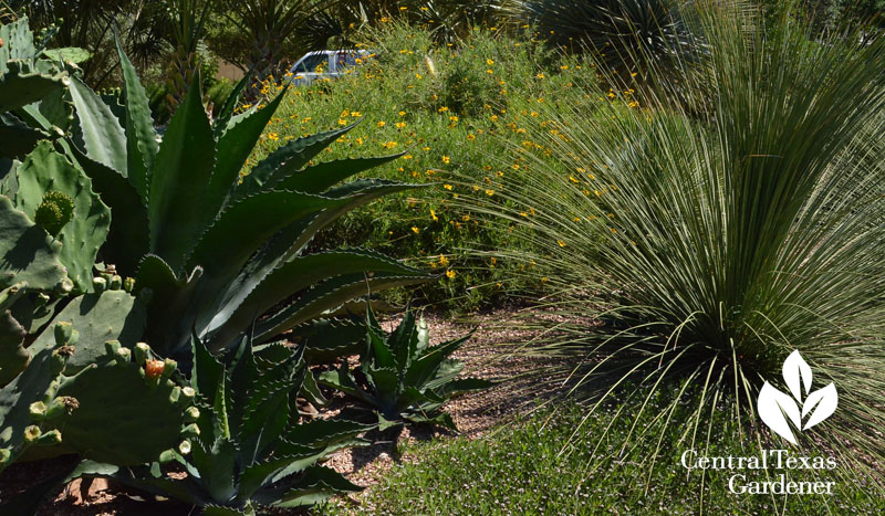 Copper Canyon daisy sotol agave prickly pear cactus drought garden Central Texas Gardener