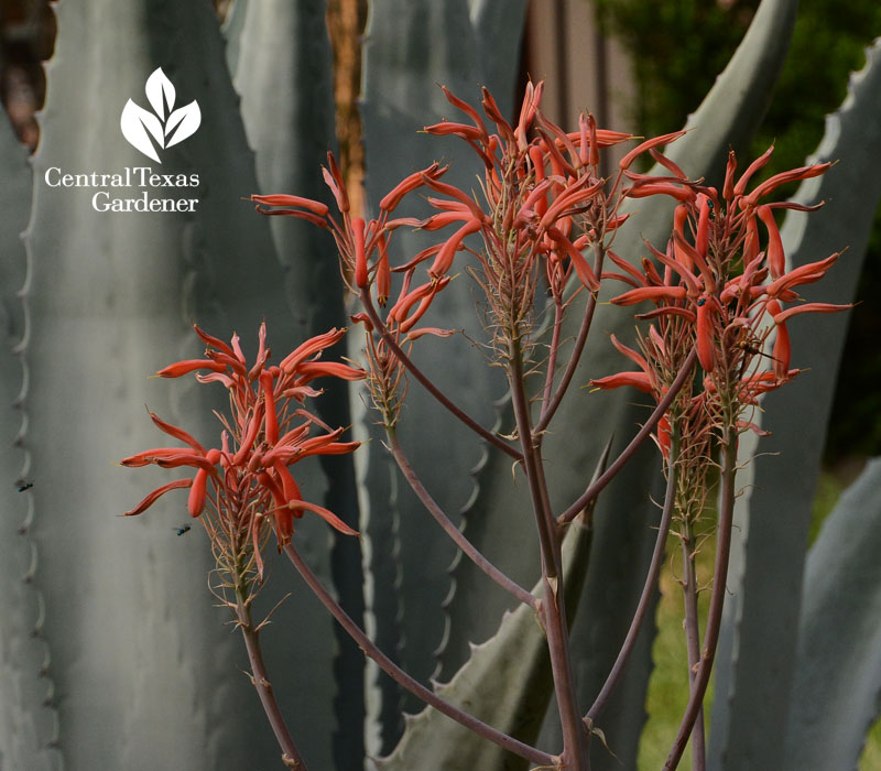 succulent, agave, aloe, hummingbirds, pollinators 