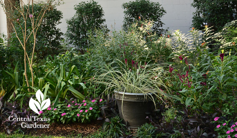 Aztec grass in container for garden contrast Central Texas Gardener