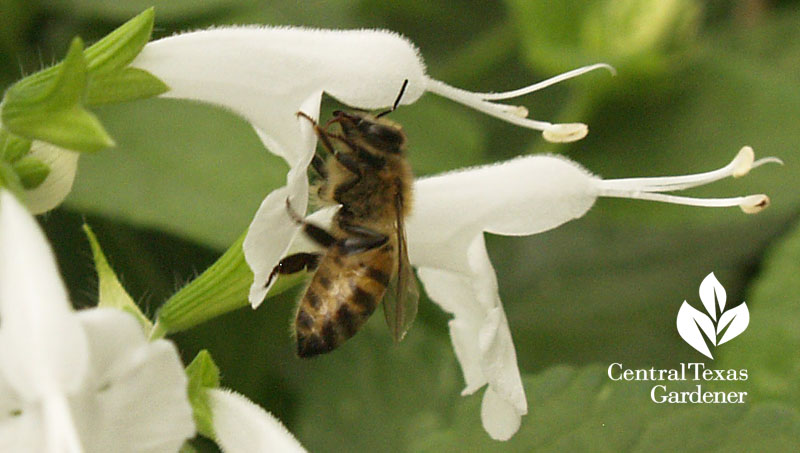 annuals, bees, butterflies, hummingbirds