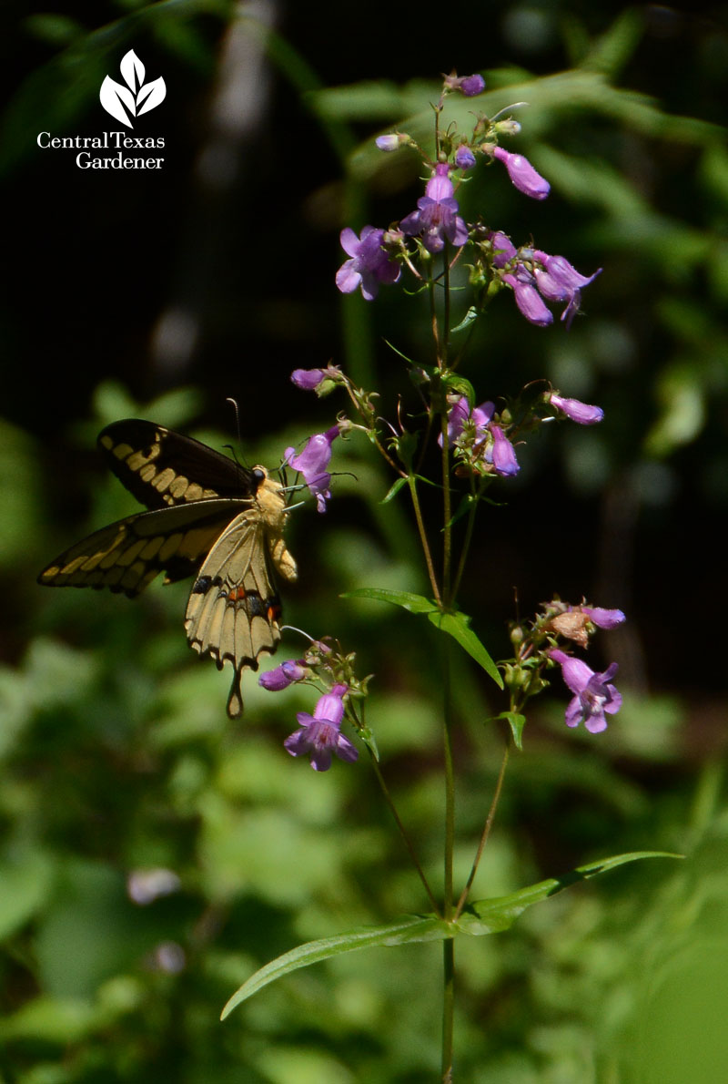 native, butterflies, bees, hummingbirds, spring bloom 