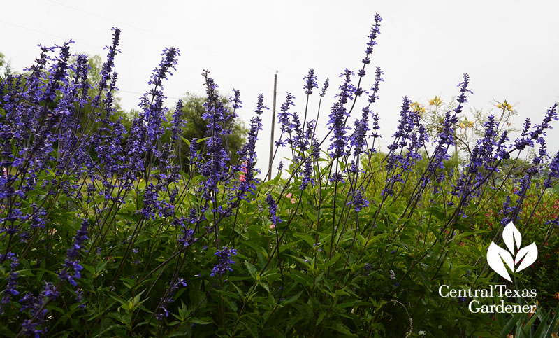 DeMaria, hummingbirds, bees, butterflies, perennial 