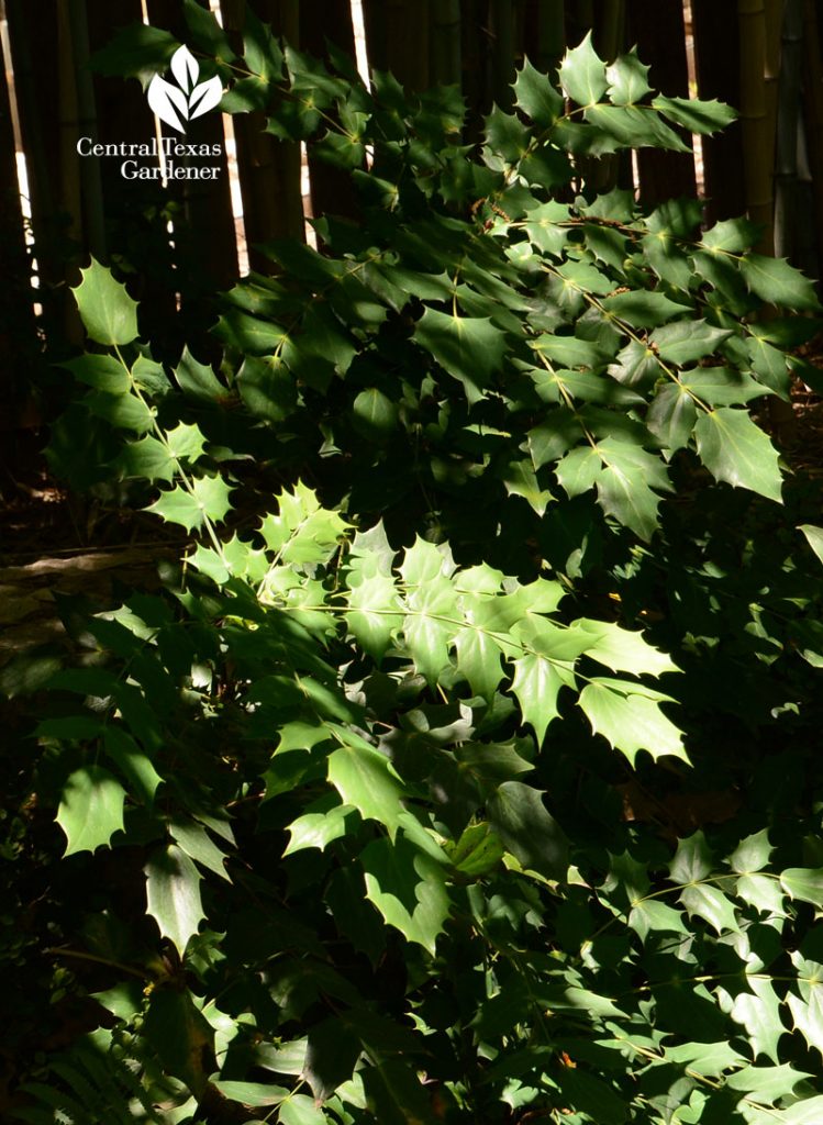 Mahonia for shade and texture Central Texas Gardener