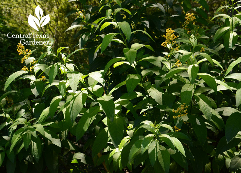 Orange Zest cestrum Central Texas Gardener