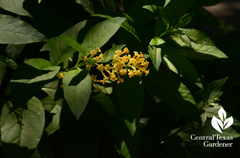 Orange Zest cestrum hummingbird flowers Central Texas Gardener