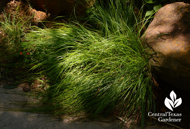 Sedge dappled light groundcover Central Texas Gardener