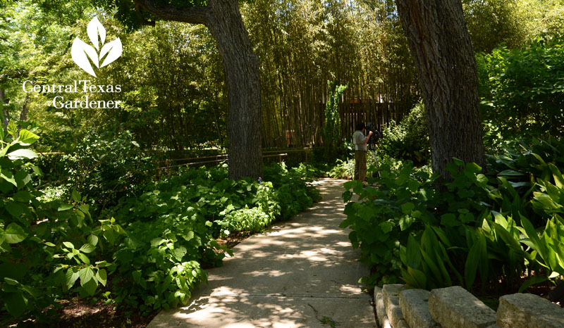 Shade garden Lake Austin Spa Central Texas Gardener