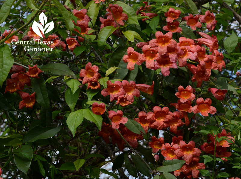 hummingbirds, vine, spring bloom, fall bloom 