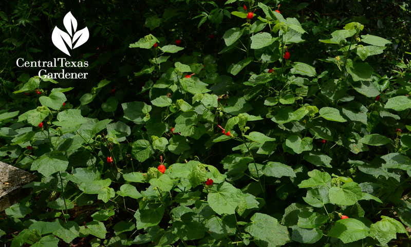 native, perennial, hummingbirds, butterflies