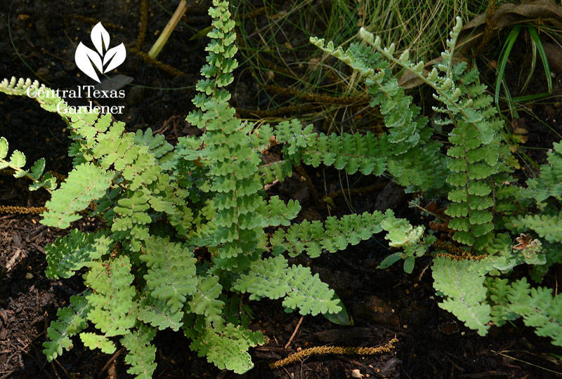 Wavy Cloak fern Central Texas Gardener