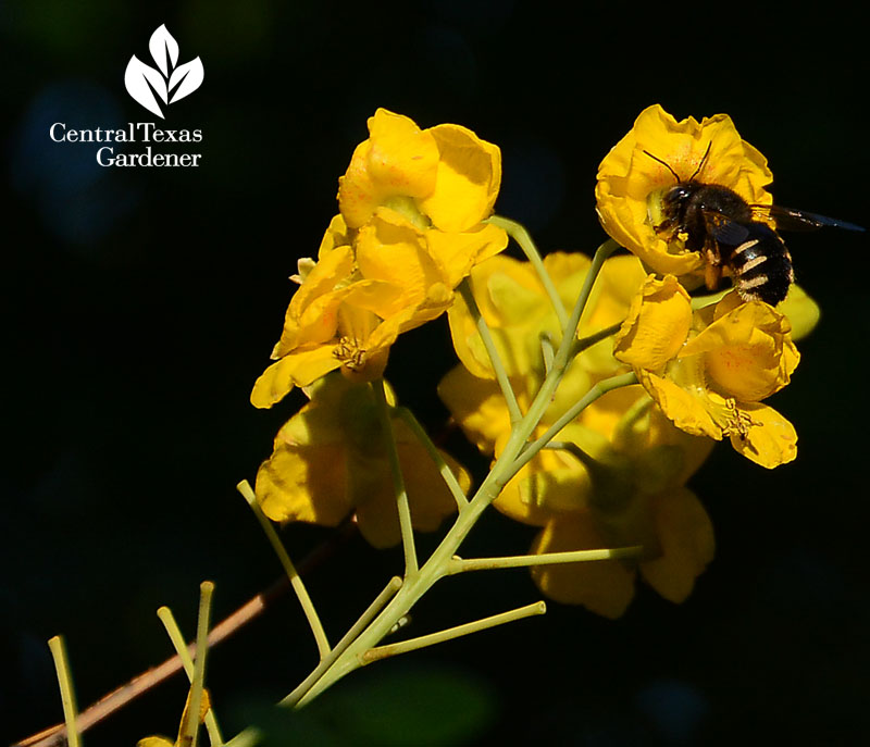 bee on Mexican Bird of Paradise Central Texas Gardener