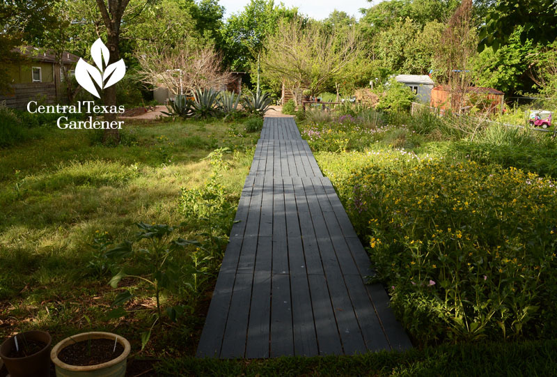 native plants, Asher, pocket prairie