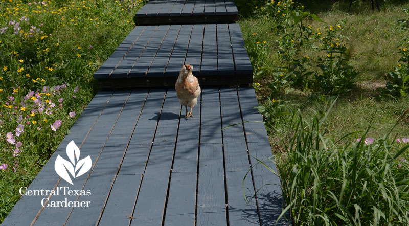 pathway, chicken, Asher