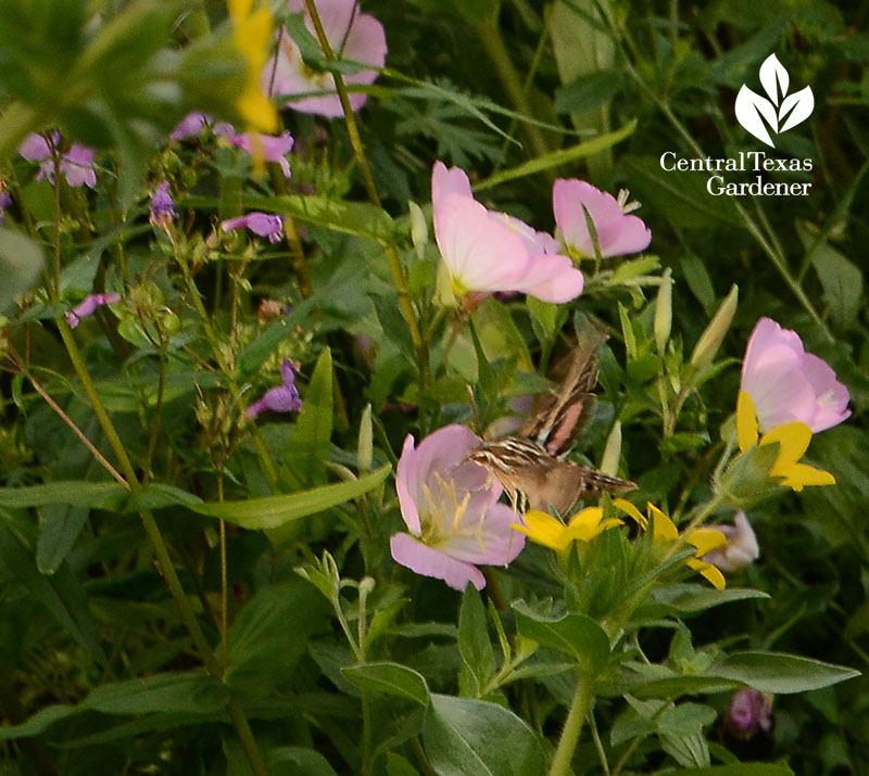 moth, wildlife, native plants, Asher 