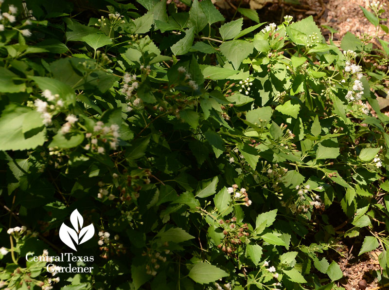 native white mistflower Central Texas Gardener