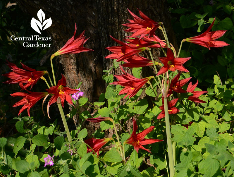 oxblood lily fall blooming bulbs Central Texas Gardener