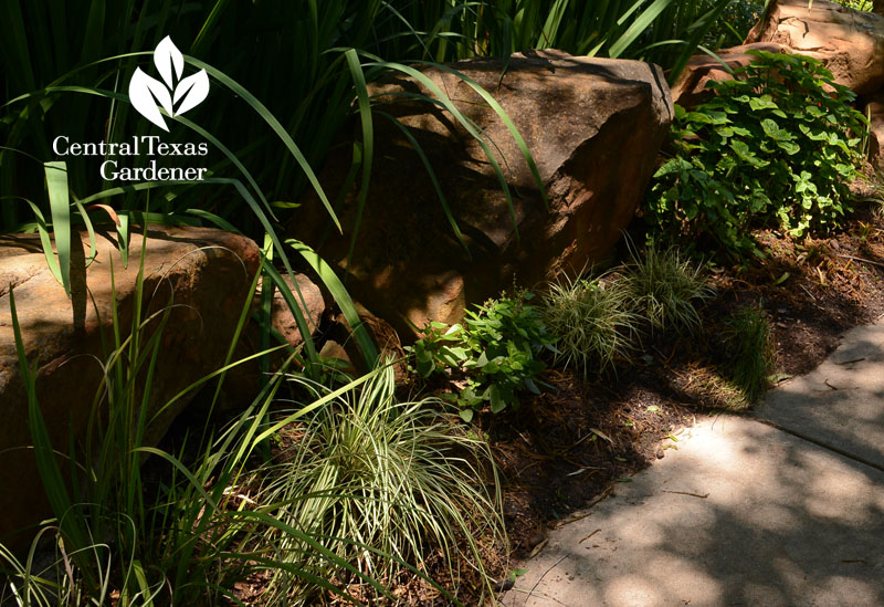 variegated Japanese sedge shade garden Central Texas Gardener