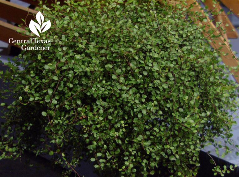 Dazzling Ideas for Sun and Shade Central Texas Gardener