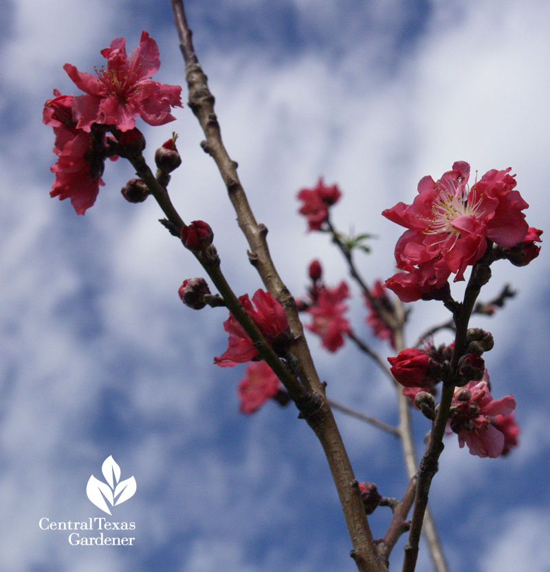 Fruit Trees Home Gardening Apple Cherry Pear Plum Best Fruit Fruit Trees Home Gardening Apple Cherry Pear Plum Best Fruit