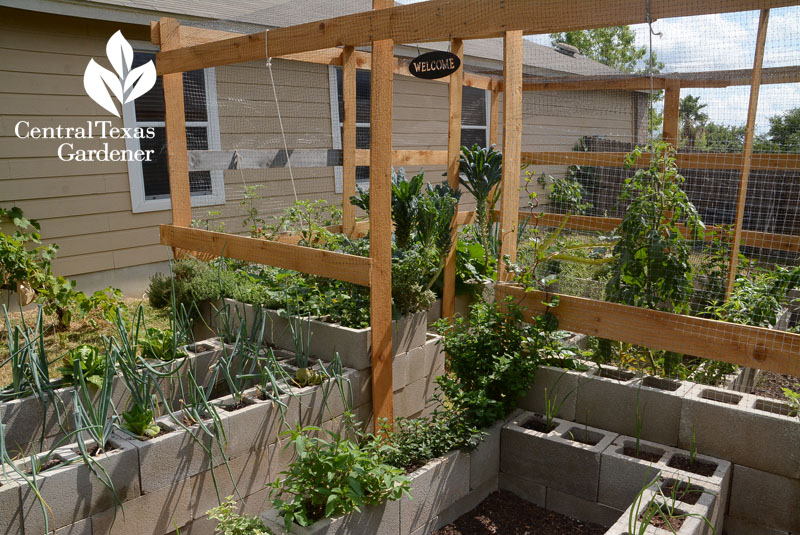 Super Foods, Super Cinder Block Vegetable Garden | Central Texas Gardener