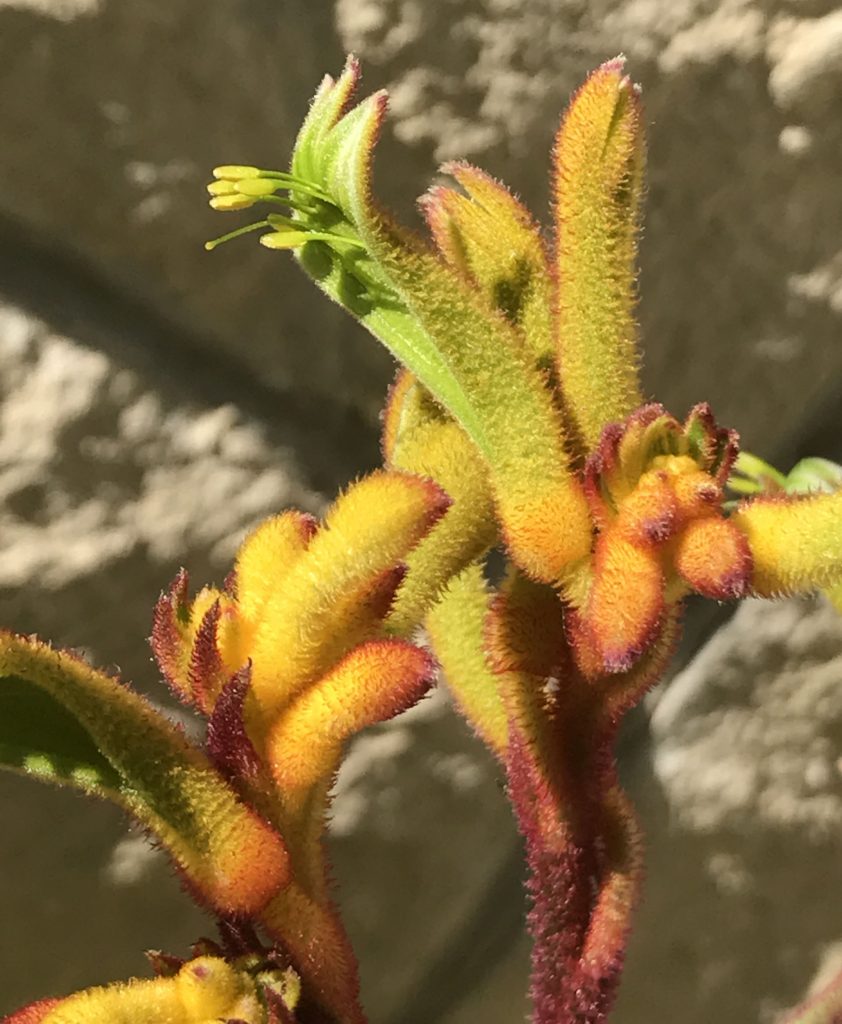 Kangaroo Paw Central Texas Gardener