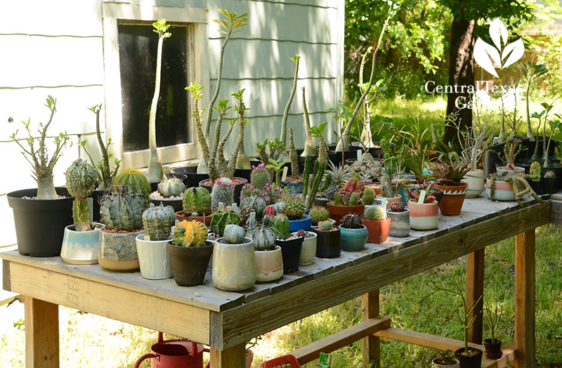Succulent display table discount