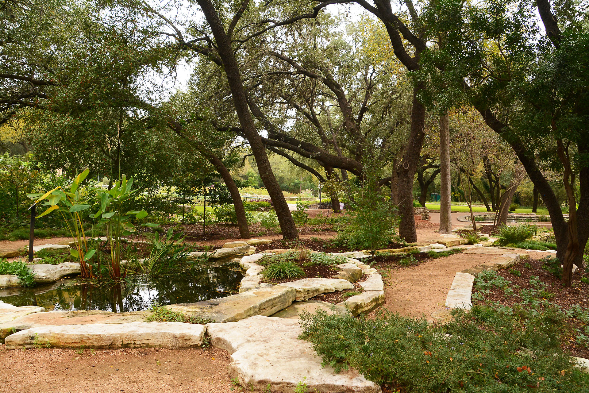 Groundcover Plants Central Texas Gardener