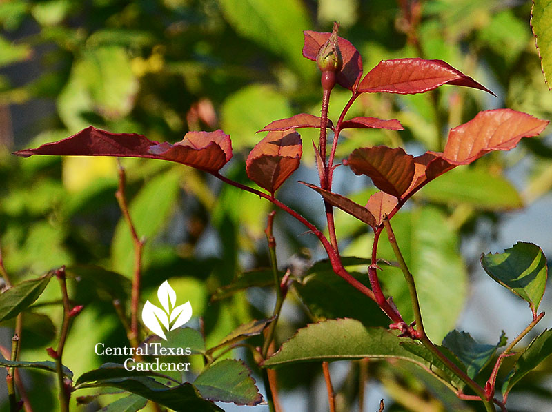 identification - Please help identify red stemmed, green and white (and  sometimes red) leafed plant - Gardening & Landscaping Stack Exchange