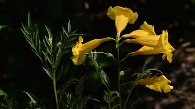 Drought Resistant Plants