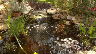 Ponds & Water Features