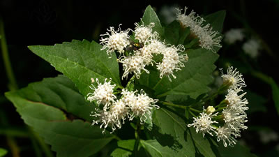 Shade Plants