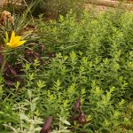 asters-daylily-web