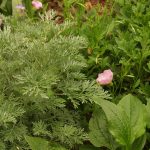 artemesia with primrose, coneflower