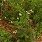 penstemon cobaea, salvia greggi